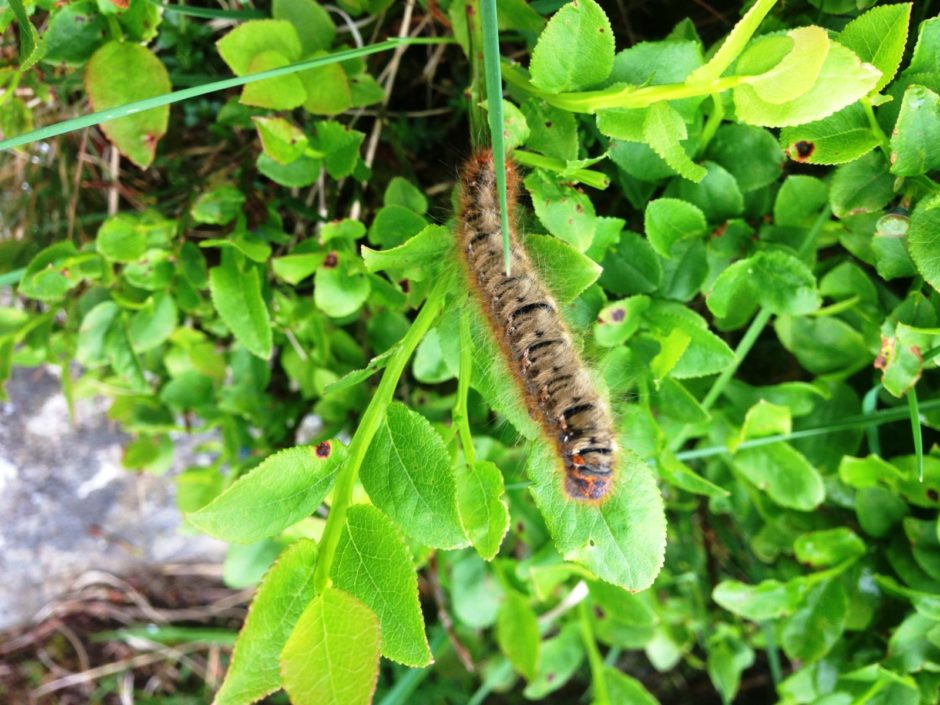 Siani Flewog Wulyn y Grug (Lasiocampa Quercus)