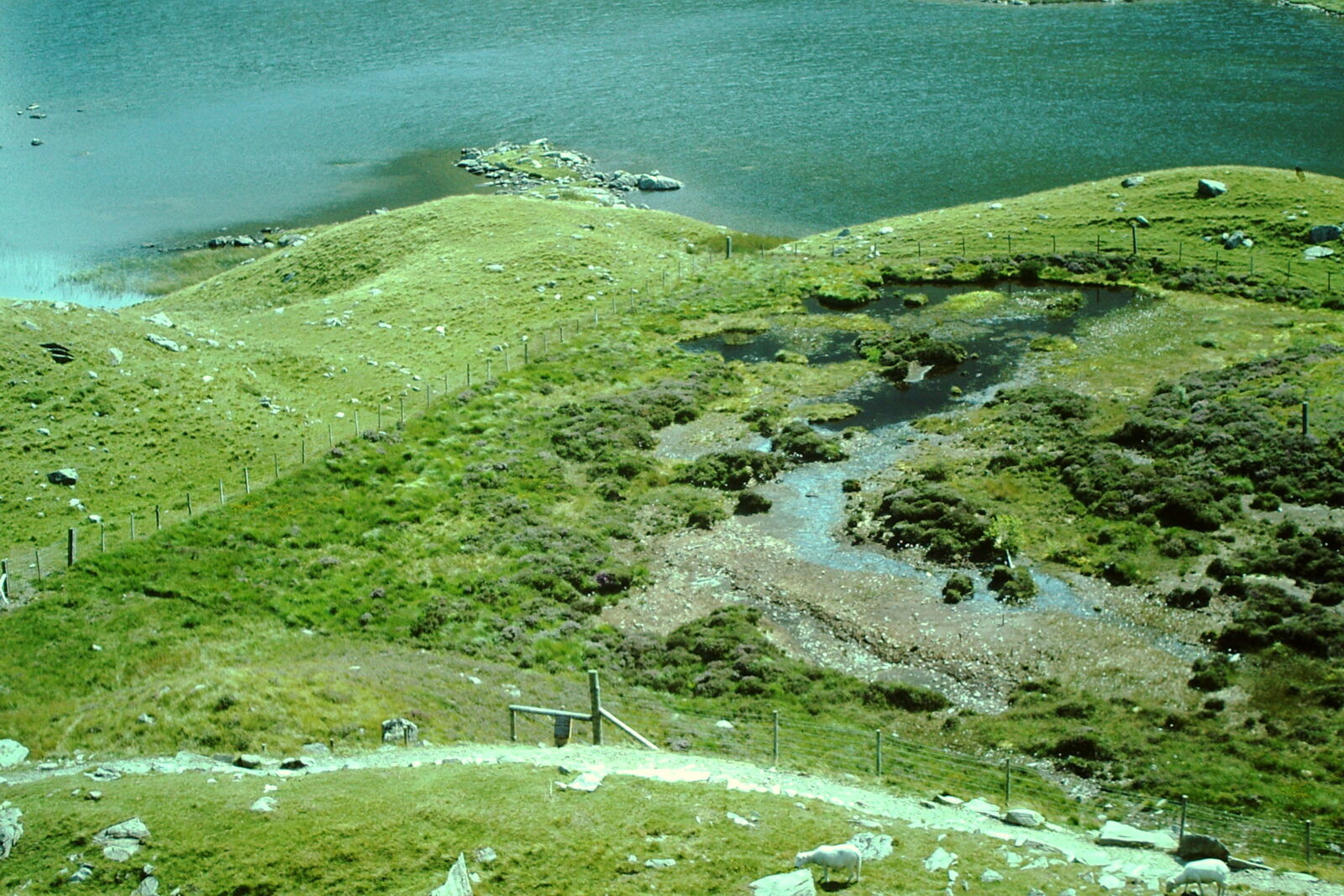 Summer 1990 – Cwm Idwal National Nature Reserve